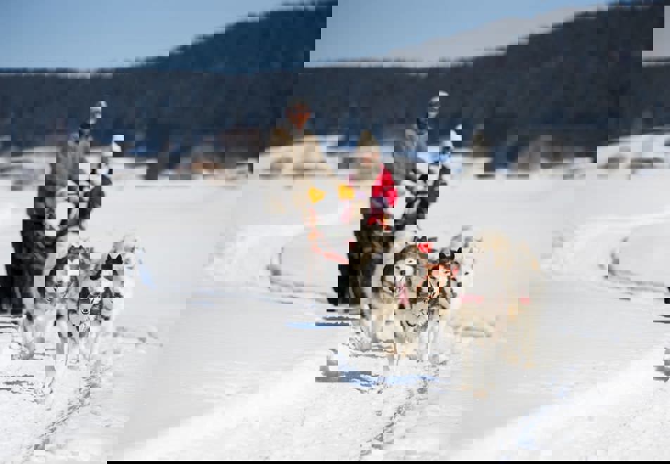 Samoens Ski Resort - Dog sledding
