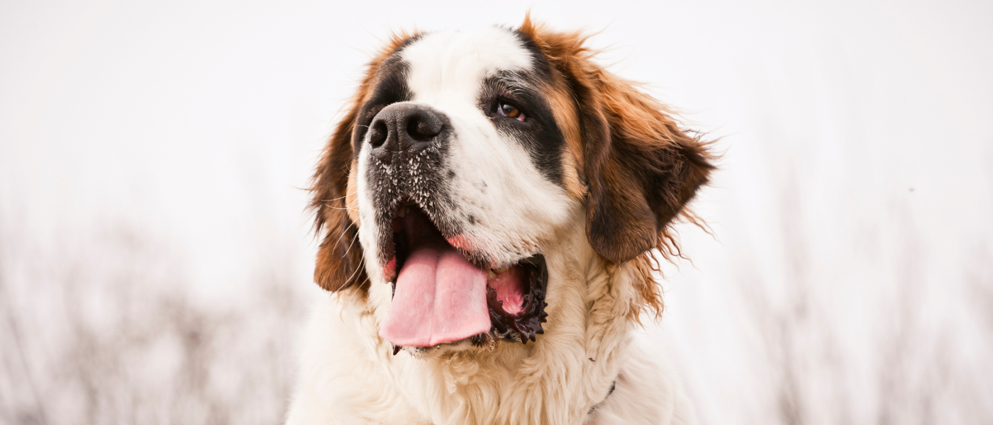 Saint Bernards In Espace San Bernardo