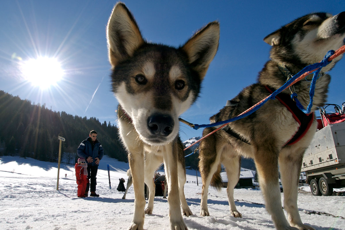 La Clusaz dog sledding