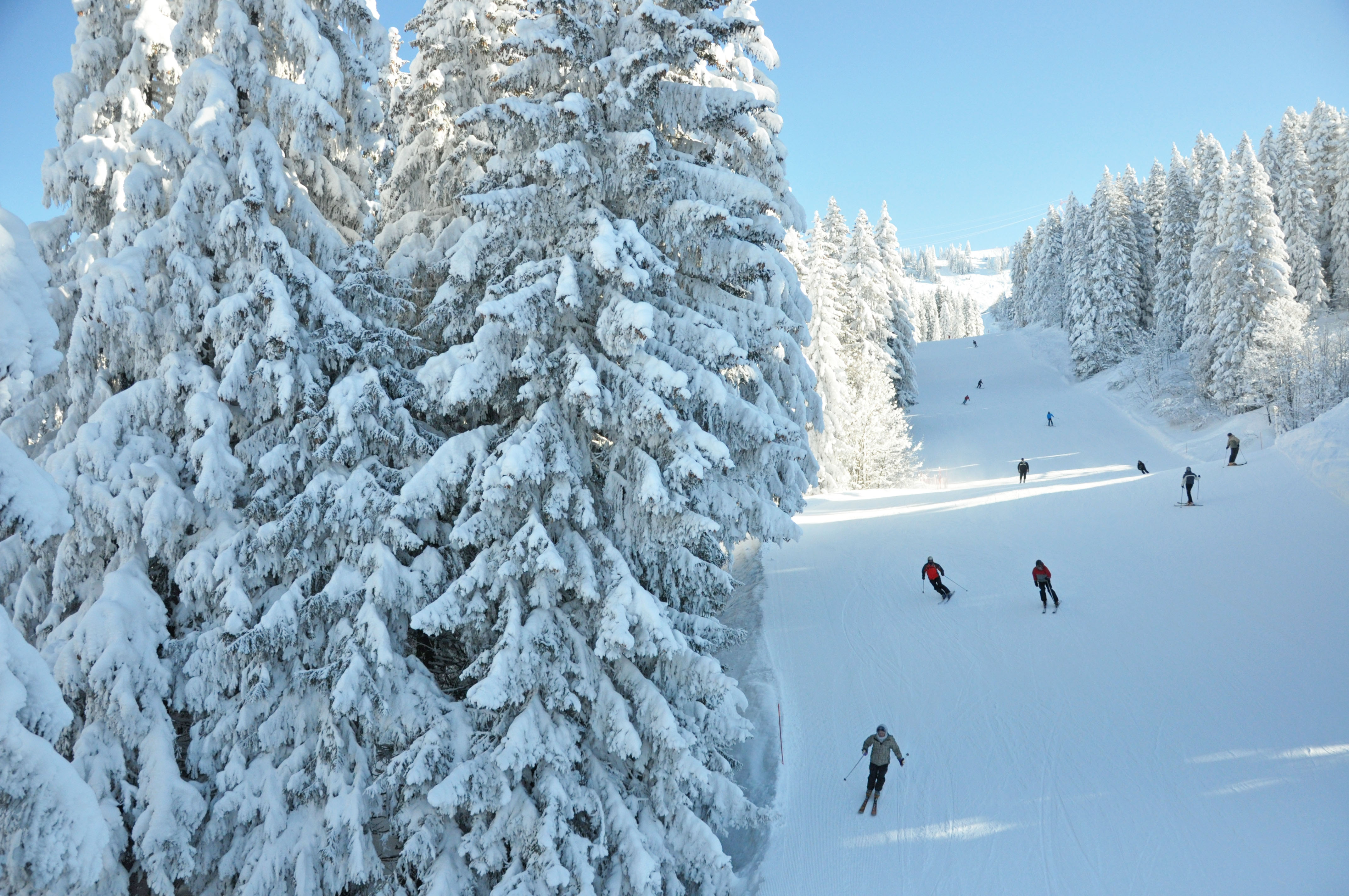 Les Carroz Ski Resort - Tree-lined slopes