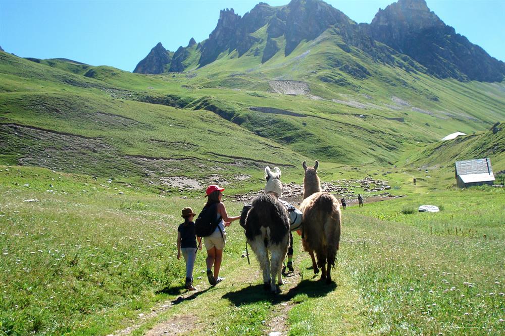Things to do in the Alps this summer: Walking with llamas in Valloire