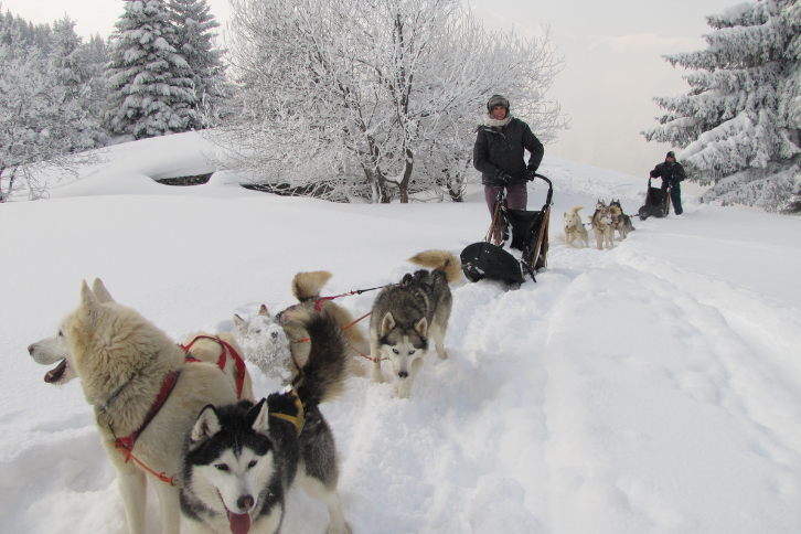 Dog sledding in the French Alps